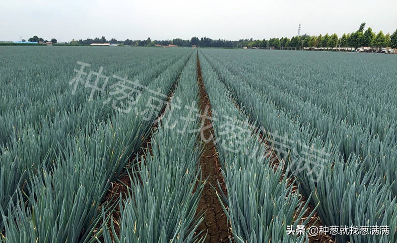 大葱种子啥品种高产及价格,2023年大葱种子哪个品种最好