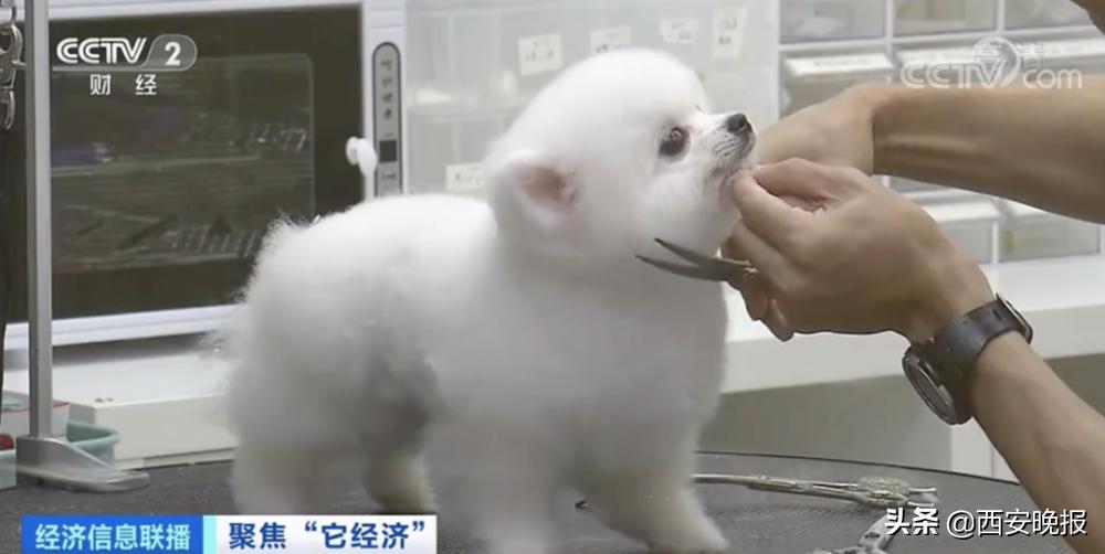 1个视频就能赚几十万元？！“它经济”火了