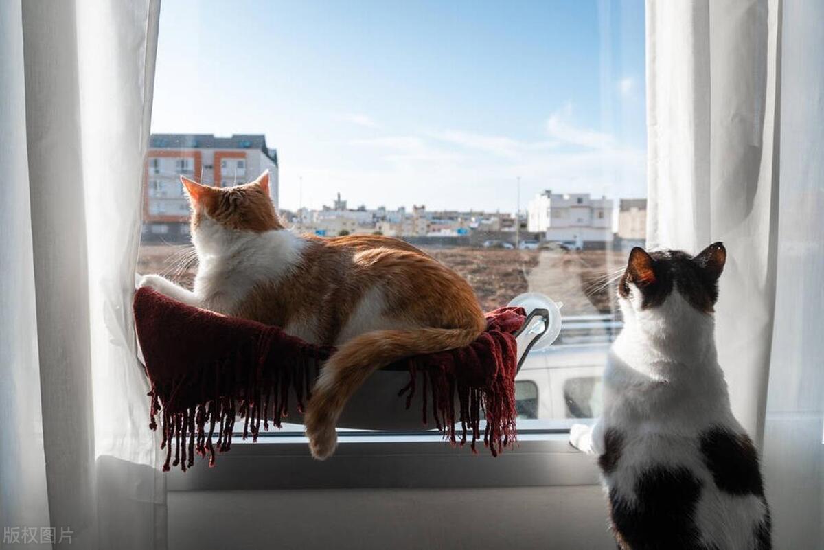 后院猫真的很容易得病吗,后院猫代表什么意思