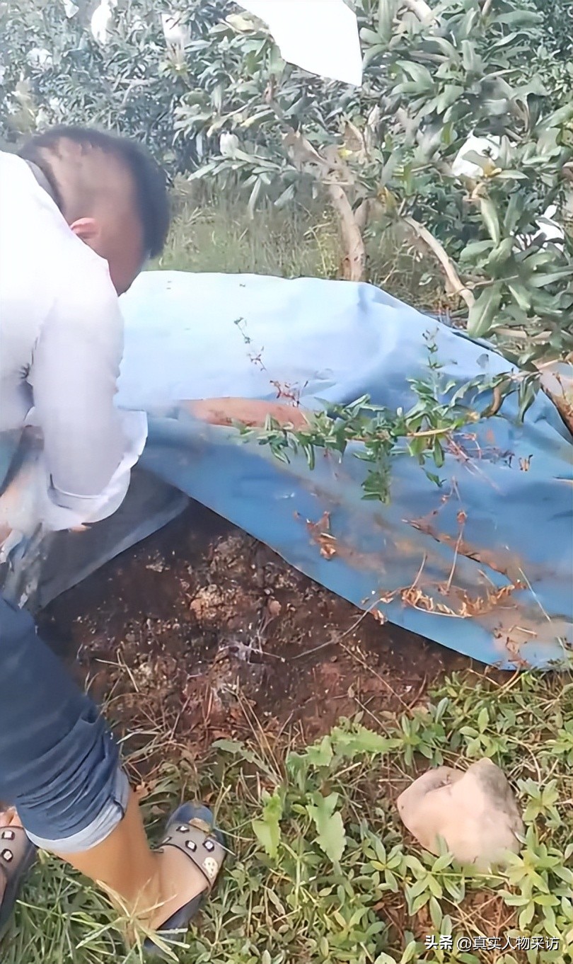 种石榴一亩收入多少钱,种10亩石榴一年收入