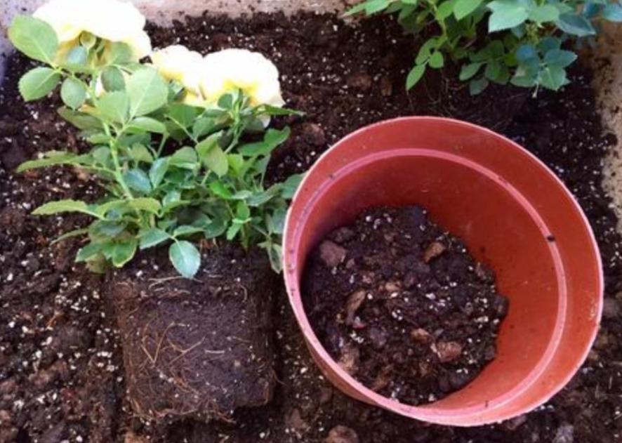 养花时花盆底下的小洞可以堵上吗,花盆下面垫个塑料盆会烂根吗