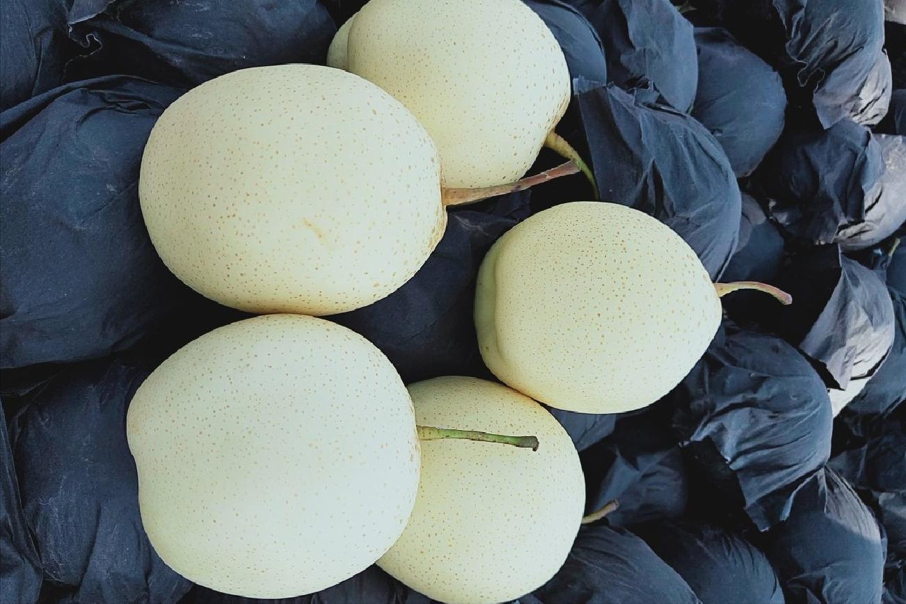 给梨抹药怎么抹合适,给梨抹药