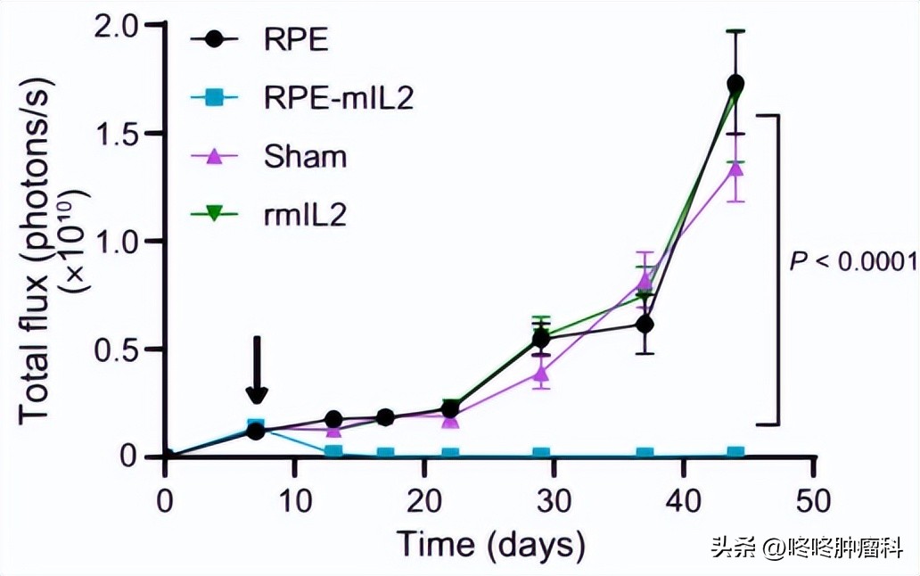 活细胞生产抗癌药,中国科学家改造细胞增强抗肿瘤
