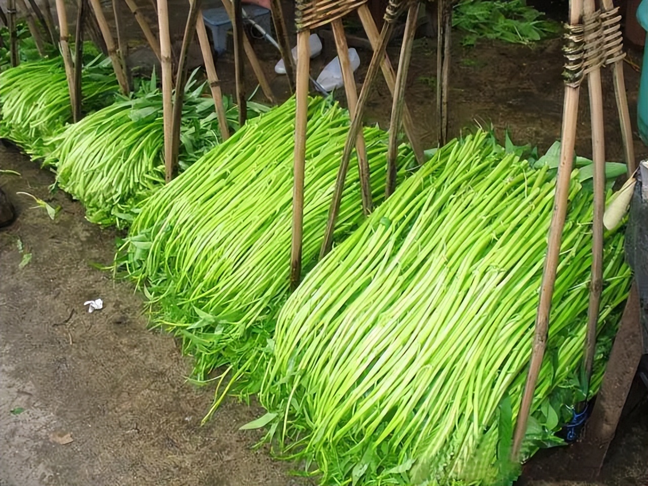 广西博白县龙潭镇酸白椒,广西博白客家美食