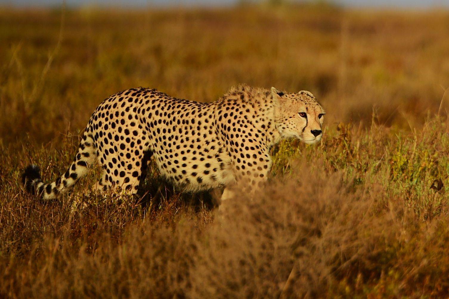猎豹不是豹子吗,猎豹不是豹