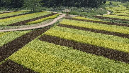 水灵妹旅行攻略,水灵妹旅游景点