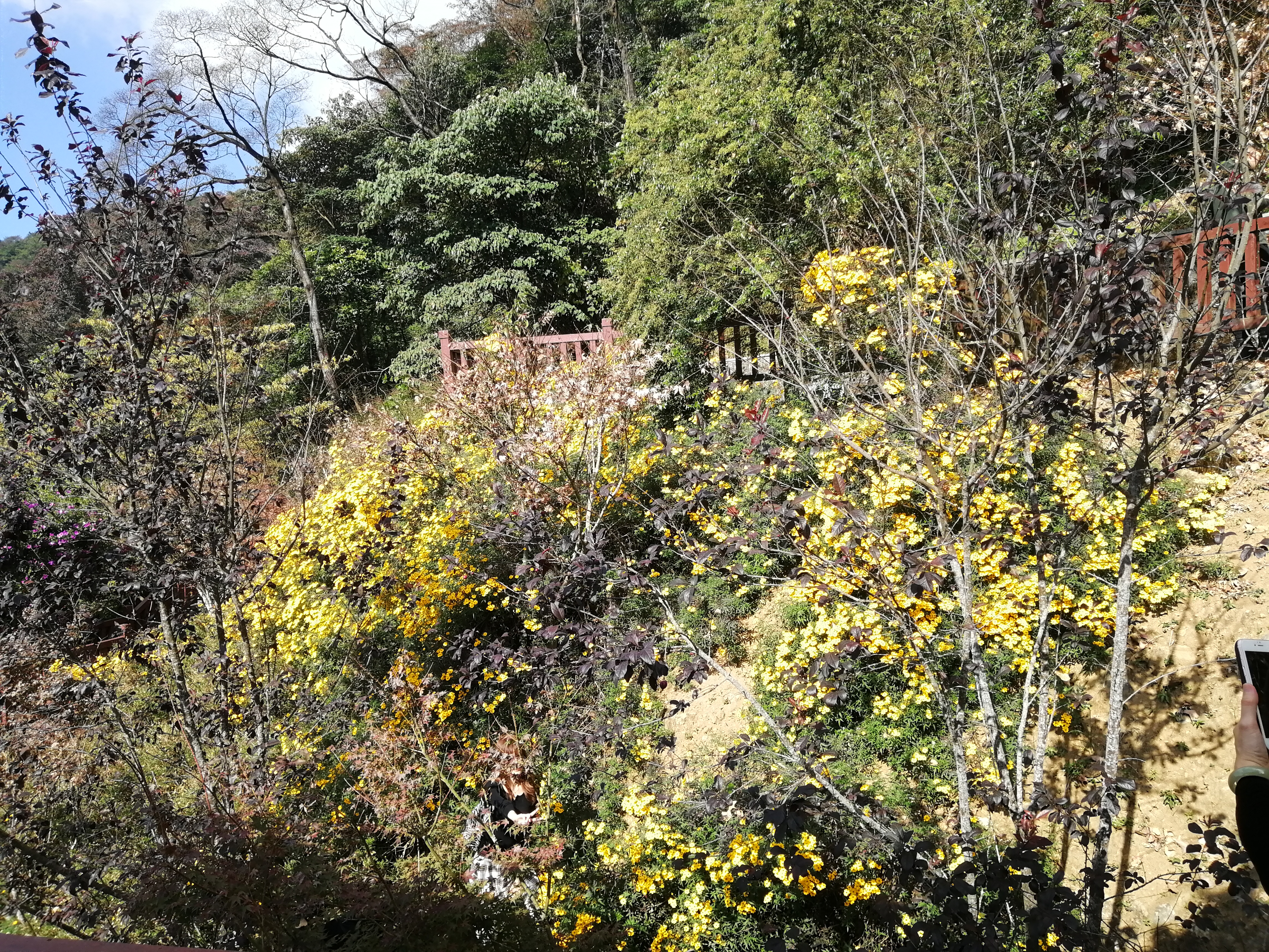 石门森林公园樱花谷交通线路,从化石门公园枫叶