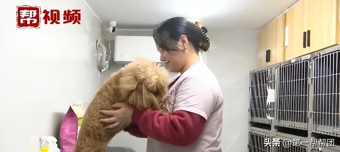 回家过年宠物怎么安置,寄养宠物需要注意什么细节