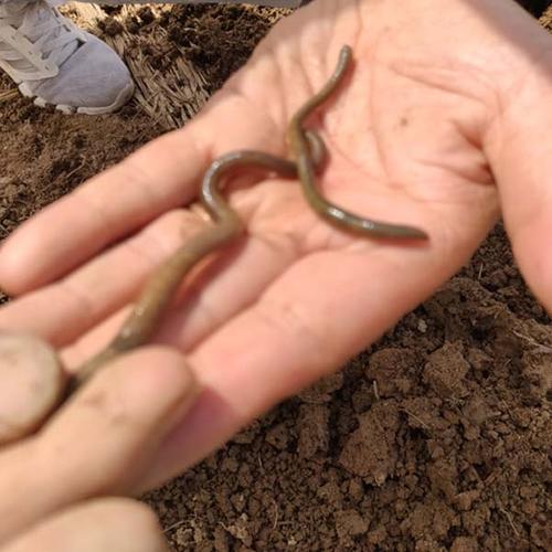 禽畜粪便环保处理,畜禽粪便处理循环利用利弊