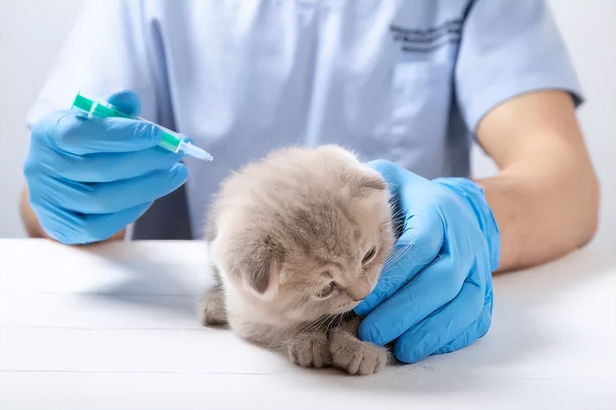 科学养猫攻略之新手养猫注意事项,猫怎么养新手养猫需注意4大问题