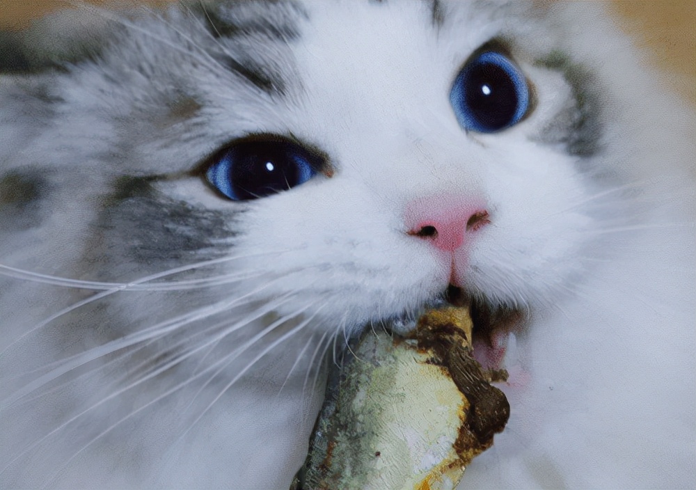 猫咪拉稀吃什么食物最好,猫咪拉稀吃什么药可治疗