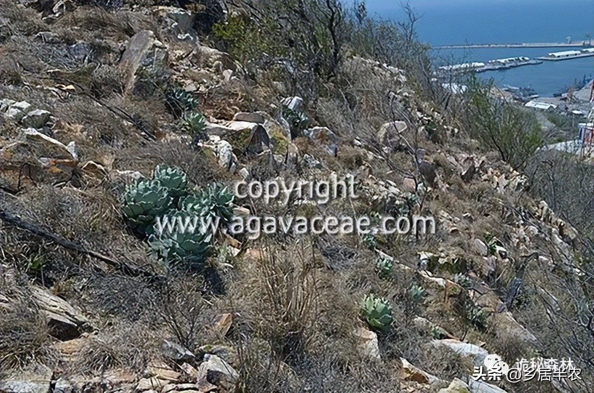 龙舌兰难养的品种,金边龙舌兰品种大全