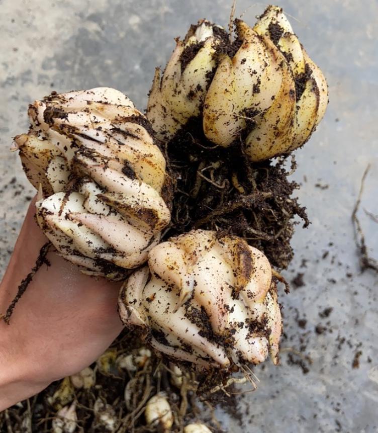 百合花种植的方法及注意事项,百合花这样种植一年就能开花爆盆