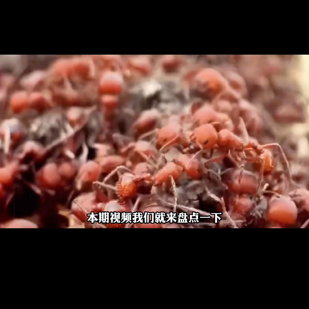 全世界最危险的十种昆虫,十种世界上最危险的昆虫