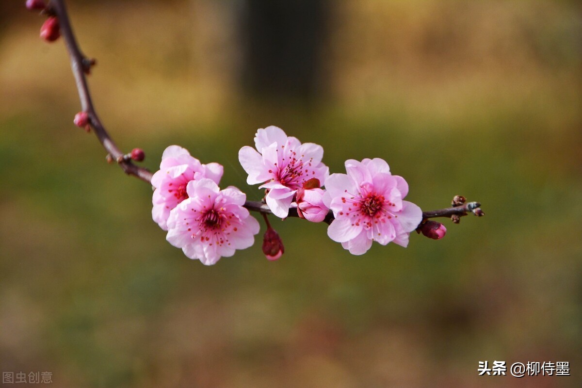 拍摄梅花多重曝光的技巧,拍摄梅花用什么镜头最好