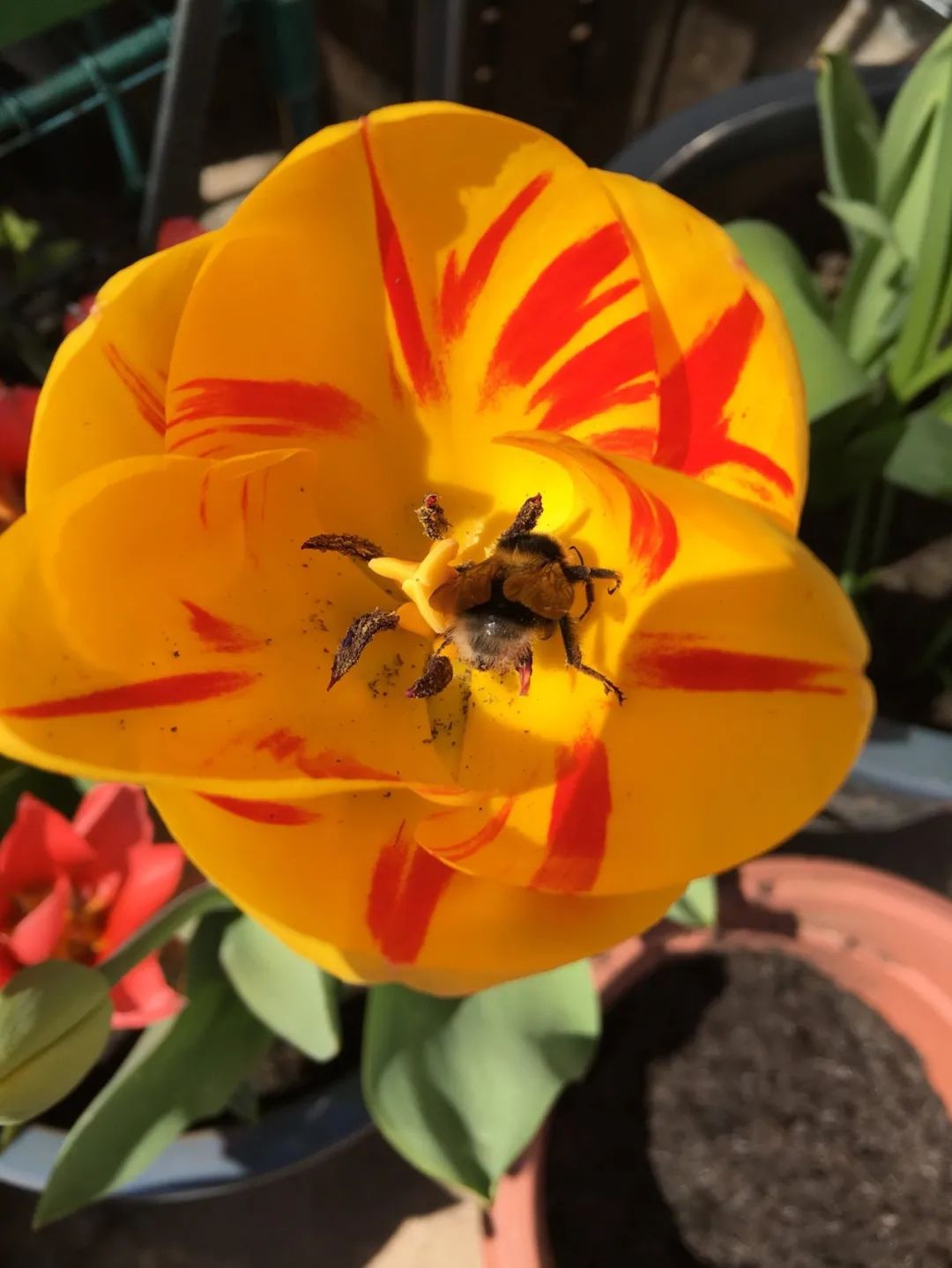 盆栽郁金香能反复开花吗,盆栽郁金香很难做到年年开花