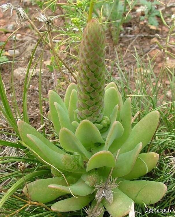 十大耐阴多肉植物,狼爪瓦松是多肉吗