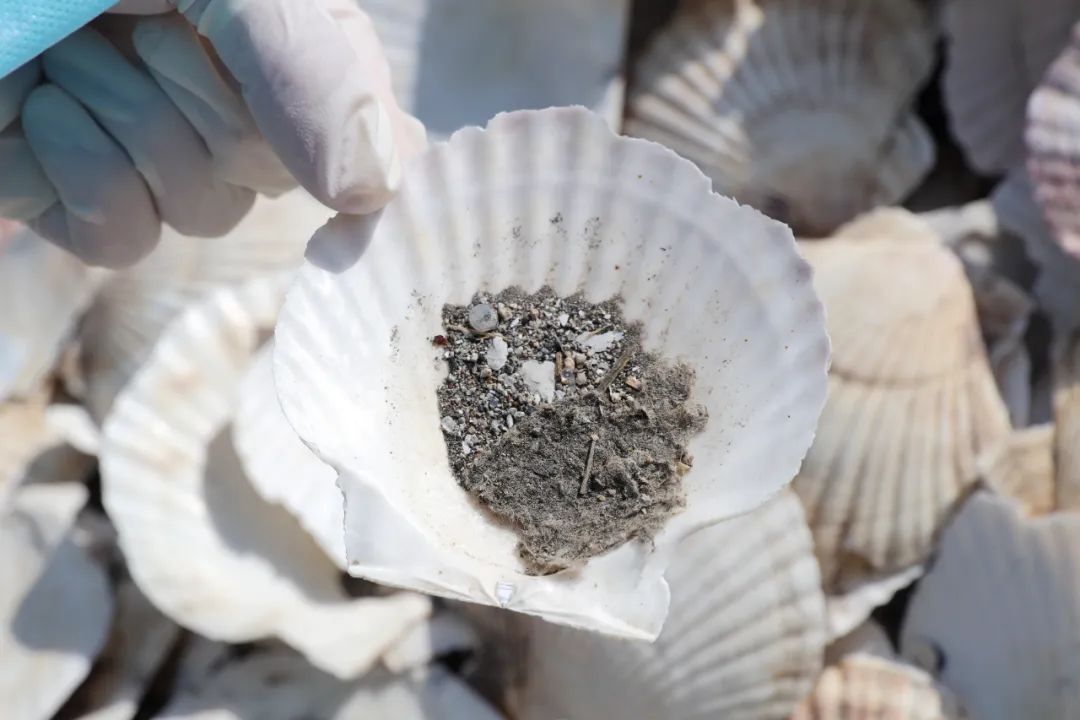 海关查获2.5吨大青鱼,大窑湾海关查获贝壳