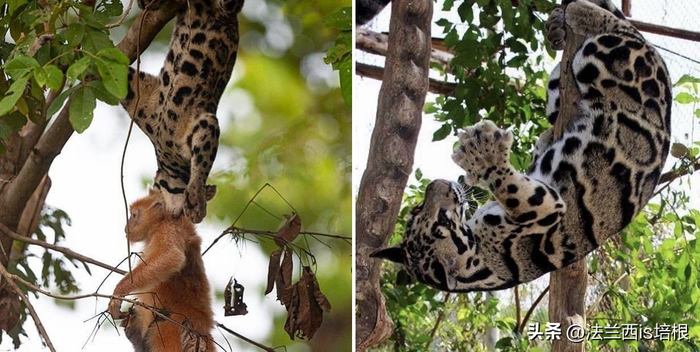 中国最难人工繁育的动物,我国濒危的豹