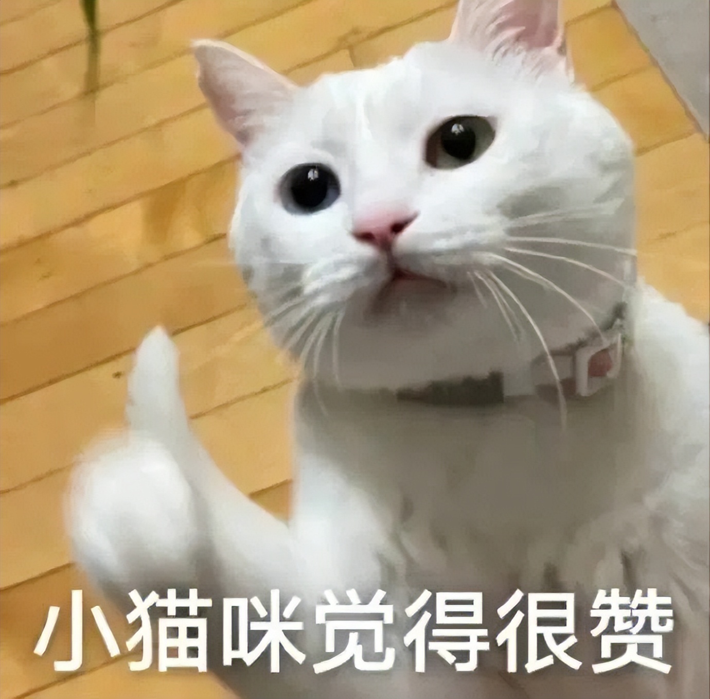猫咪的名字应该叫什么才最可爱,猫咪经常喵喵叫代表什么