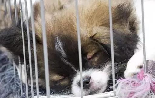 宠物饲养的历史及现状,宠物狗养殖内幕