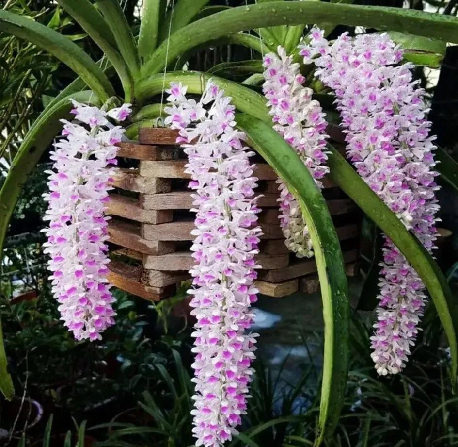 兰花的唯美图片,珍稀兰花各色大全