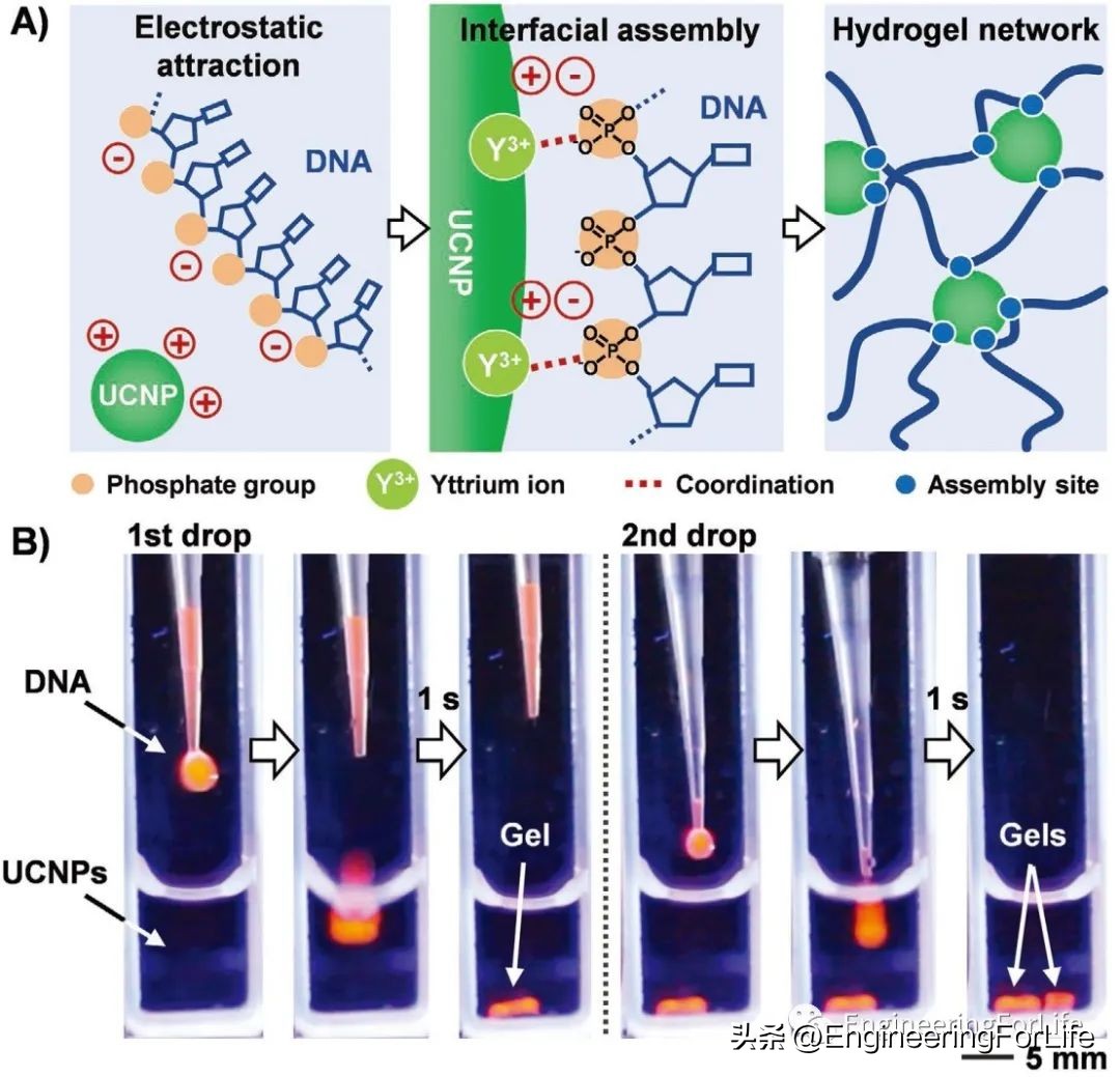 转换思维在生活中的运用,水凝胶纳米粒子