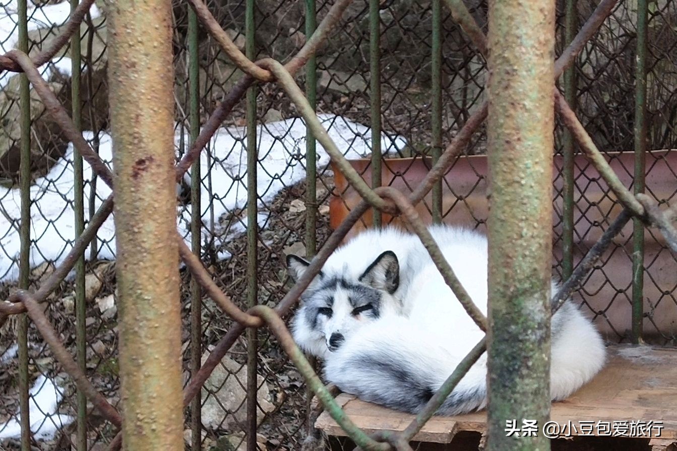 八达岭北京野生动物园推荐,两个人花100块钱能在北京玩多少