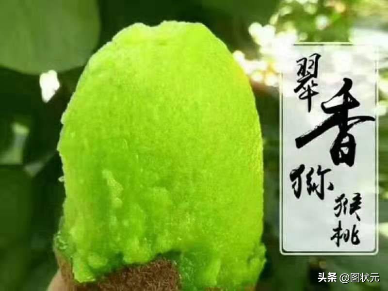 国内最好吃的猕猴桃产地,中国最好吃猕猴桃在哪里