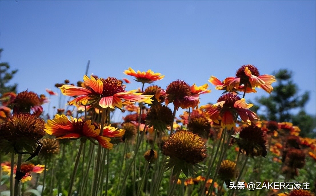 石家庄早新闻,早新闻完整内容