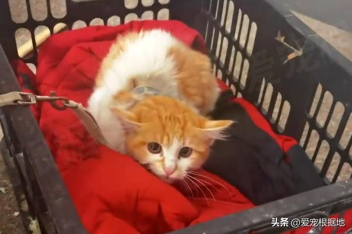 被主人拴着的猫,被邻居拴在楼道的小猫咪