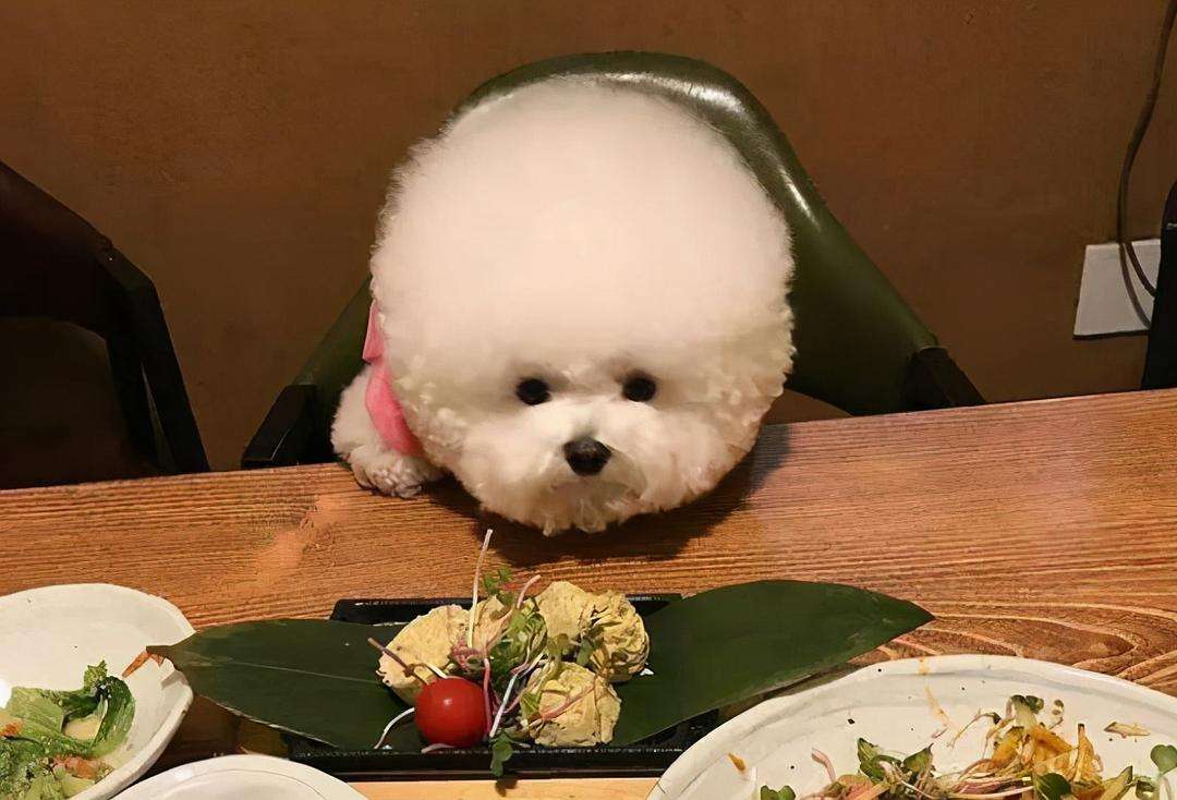 比熊犬的尴尬期是什么样子,比熊犬的缺点有哪些表现