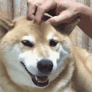 养柯基幼年需要注意的一些事项,养三个月幼崽柯基新手要注意什么