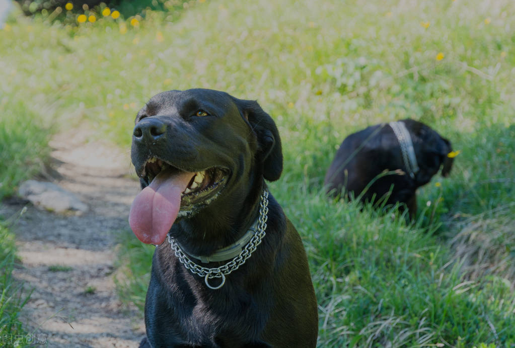邻居在家养狗扰民,在家养狗好吗