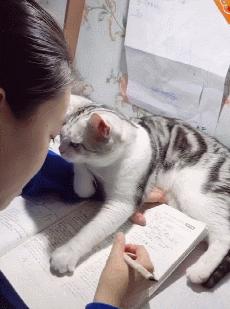 猫忠心还是狗忠心,什么猫忠心