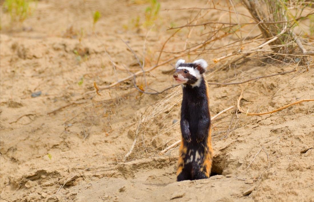 *疆新**出现不速之客，一夜消灭十几窝老鼠，原来是平头哥的小弟