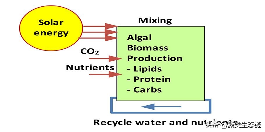 藻类基础知识,鱼塘藻类培养