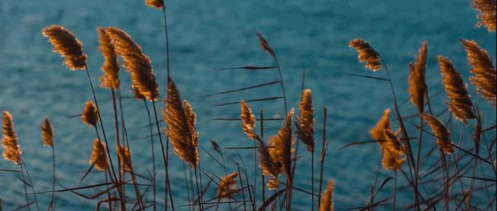 越狱第五季解说特别篇,越狱第五季剧情结局是什么