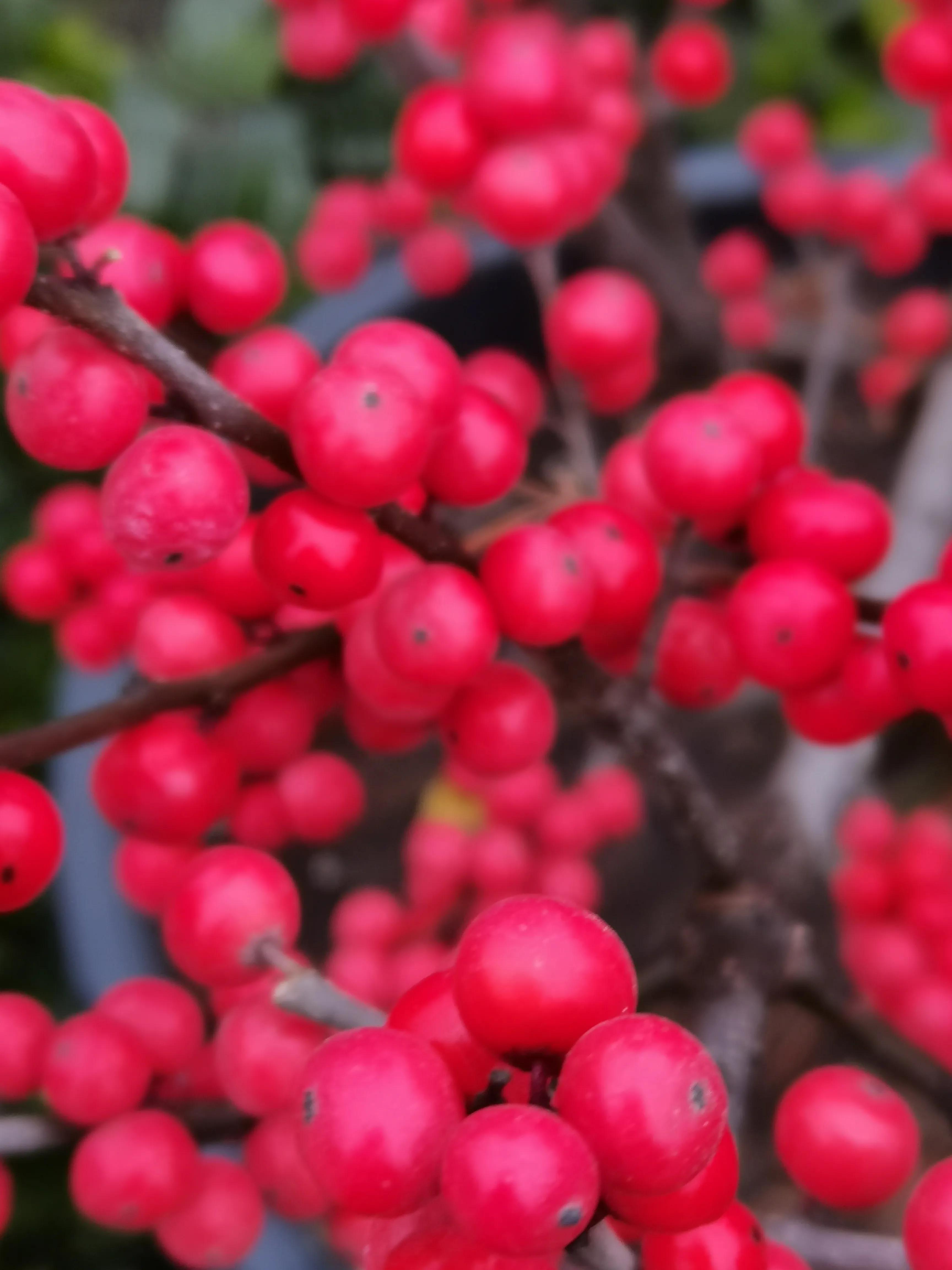 阴雨雾霾天逛月亮湾花市，郁闷不见了，心情舒朗愉悦