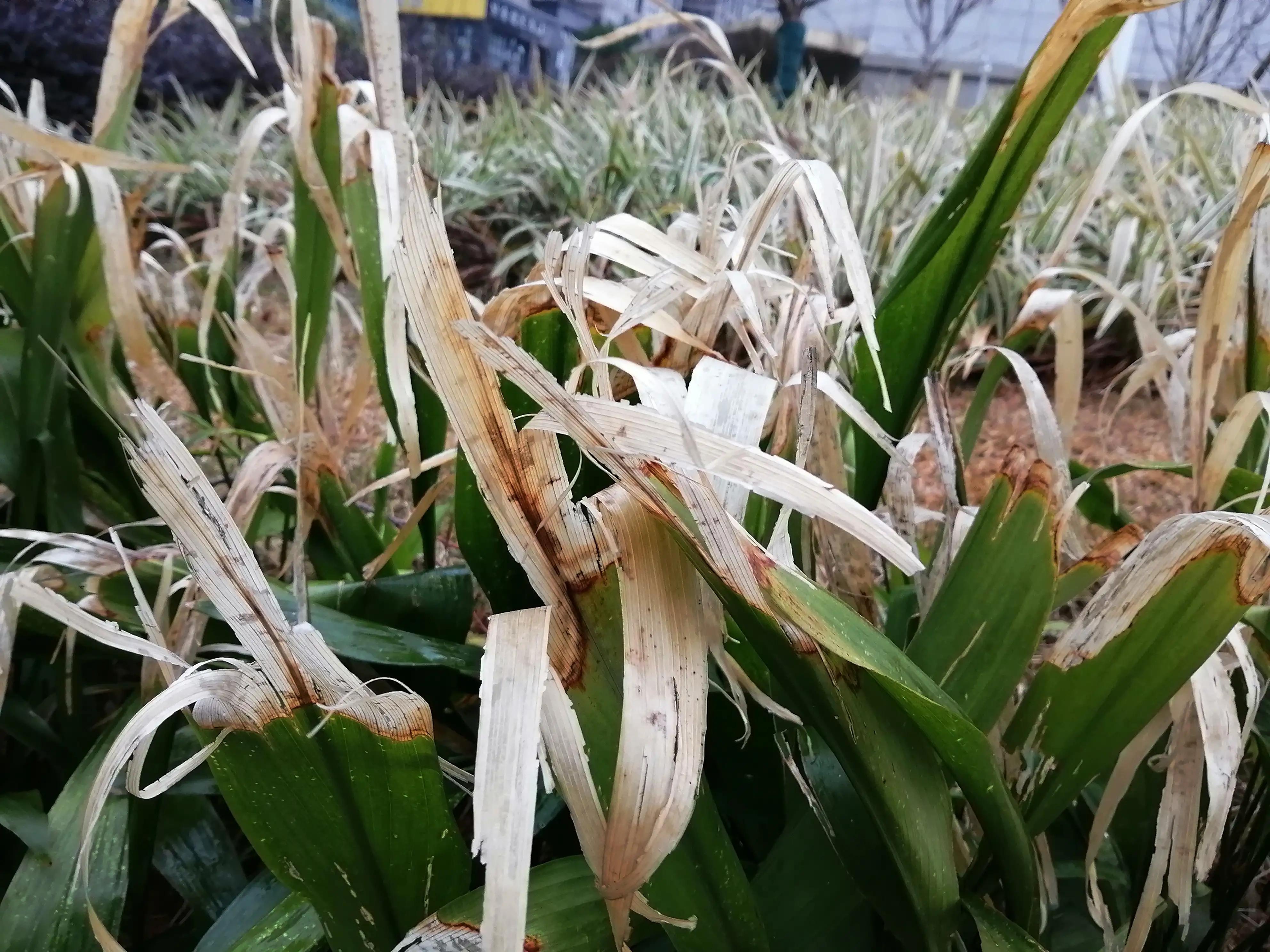 如果我是领导，对还在治病的乳腺癌患者的工作，能不裁就不裁