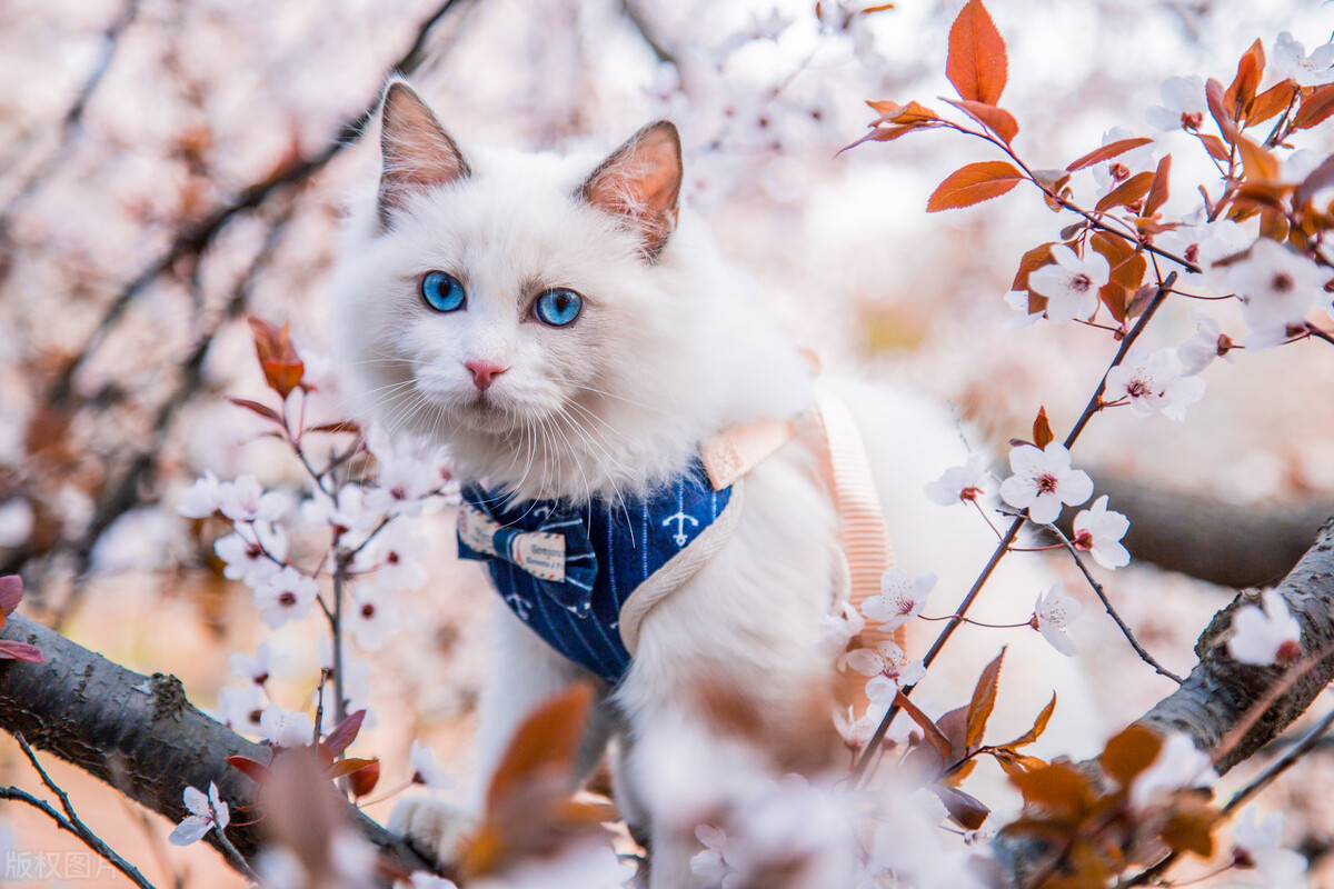 盘点5种最不抗冻的猫咪,冬天最抗冻的猫咪品质