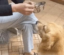 隔壁邻居偷了我家的狗,隔壁邻居偷我家狗