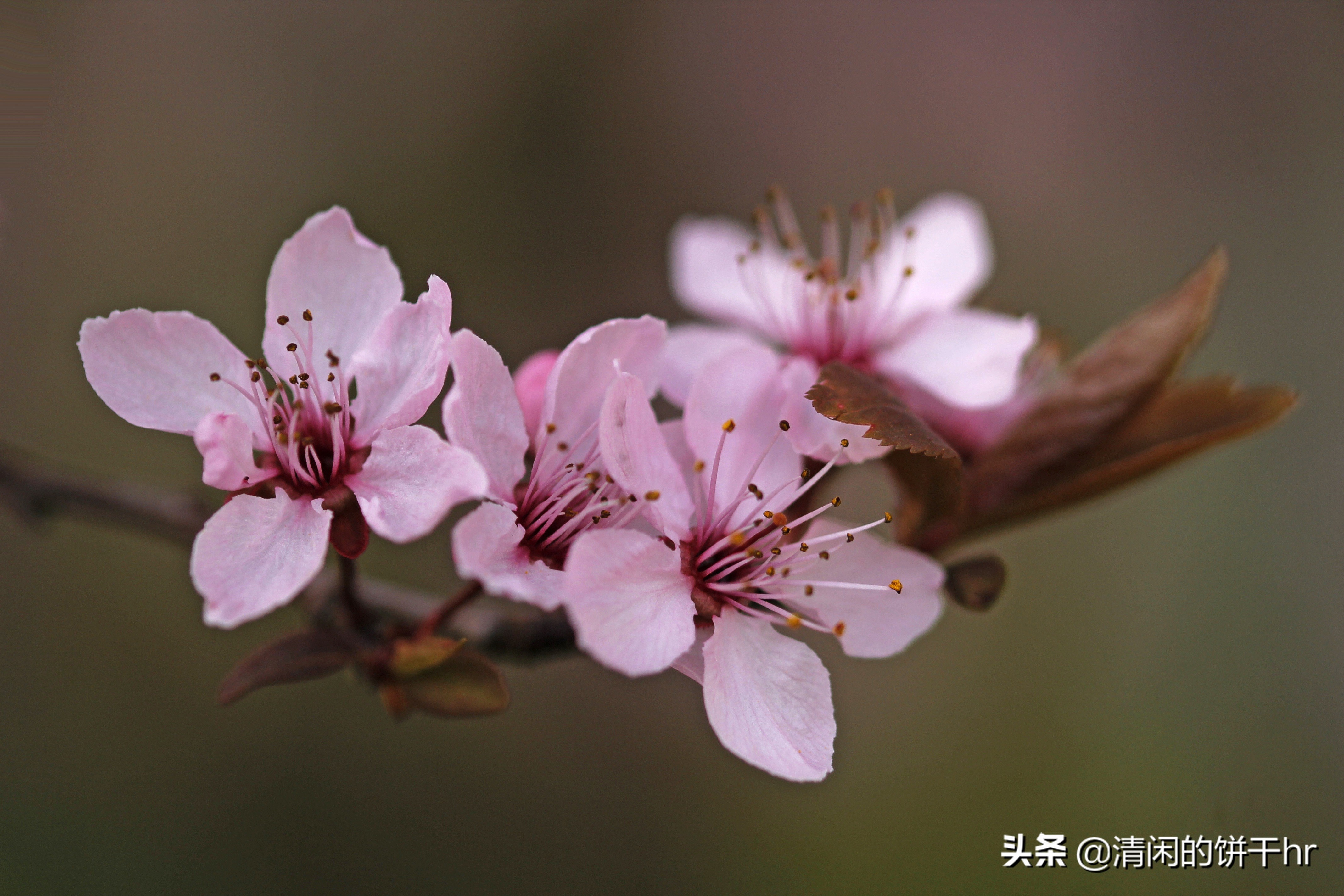 淡雅书香梅花唯美图片,淡雅梅花花卉图片