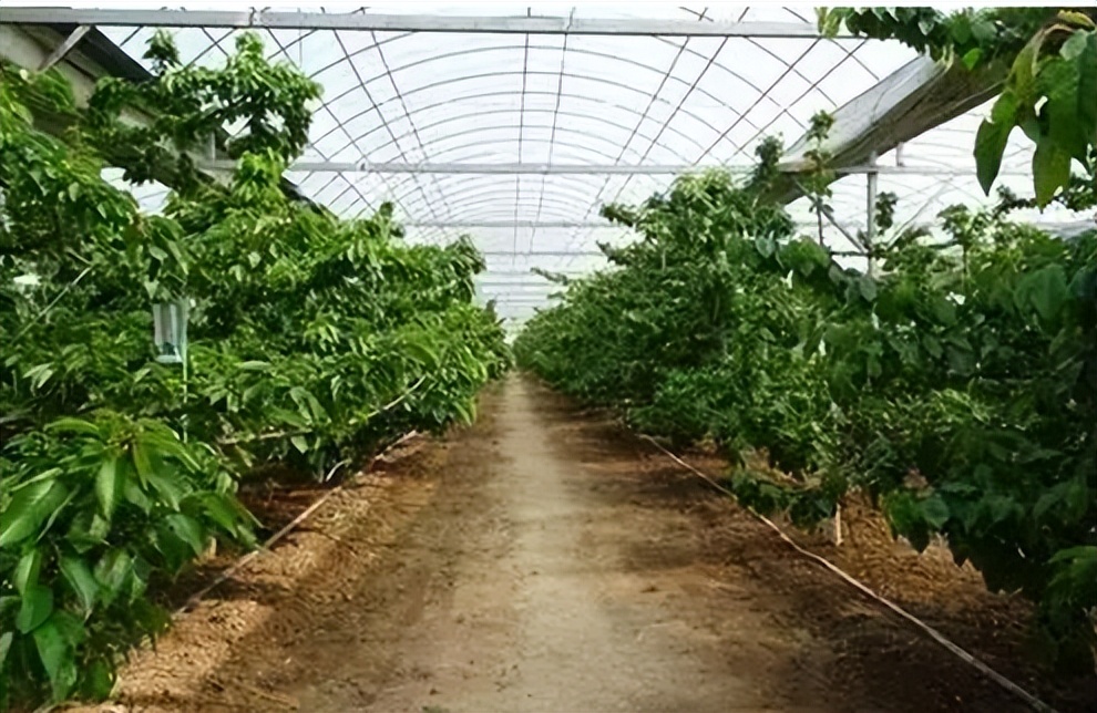 李杏的种子能种吗,杏李栽培要点