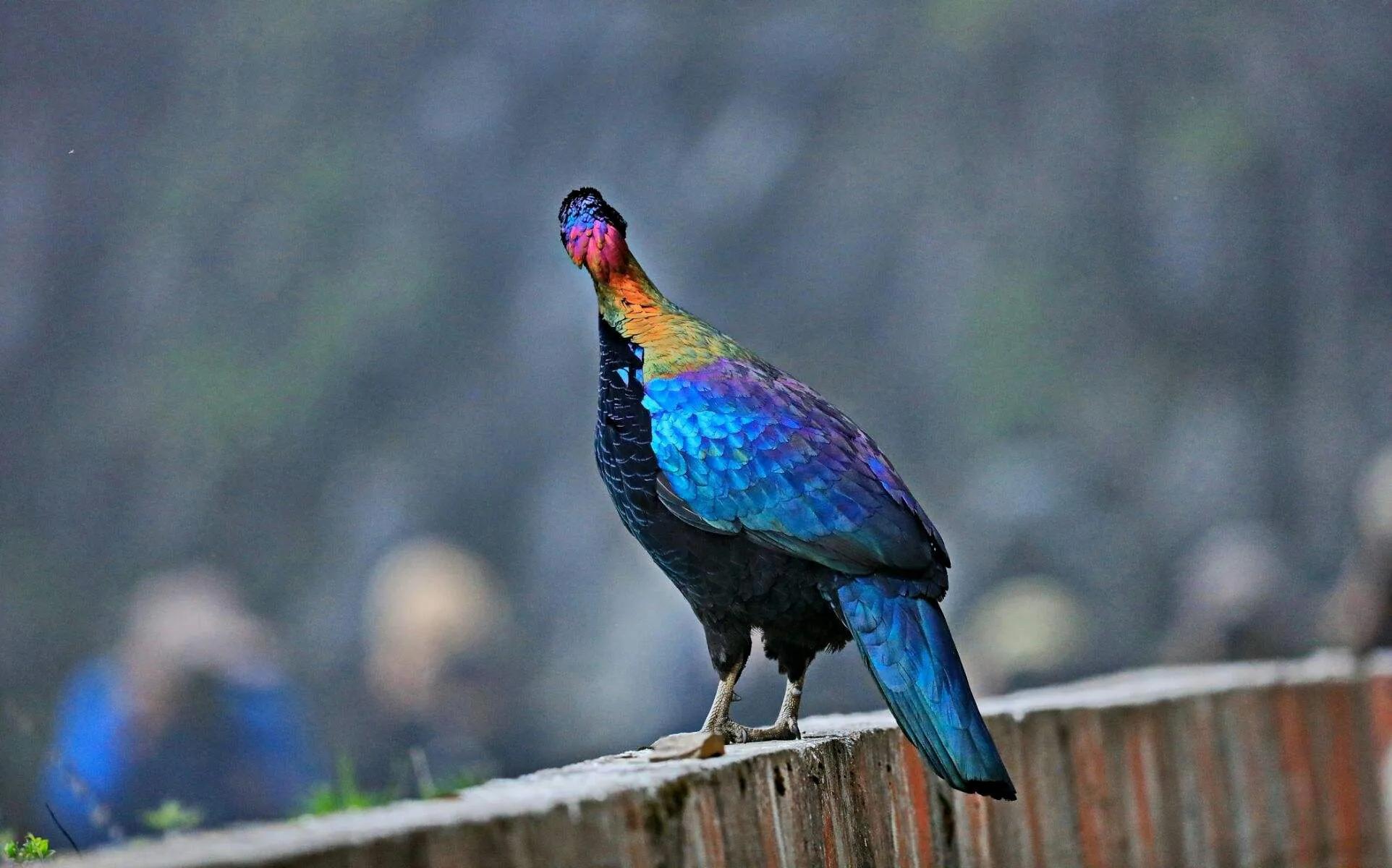 绿尾虹雉鹰鸡,绿尾虹雉鸟