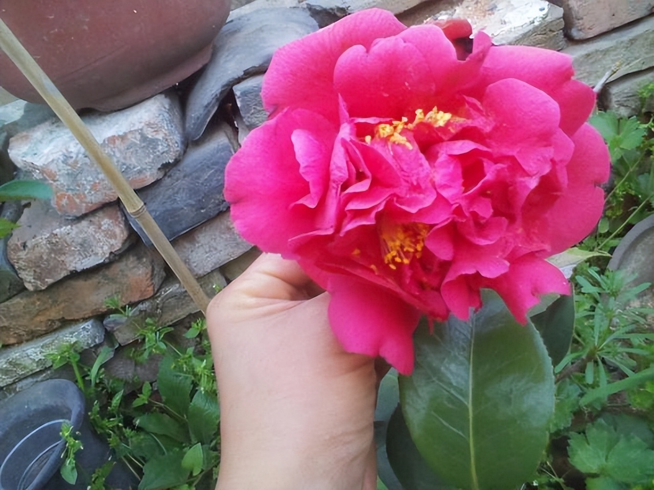 养花只用花多多1号可以吗,养花的5个秘密