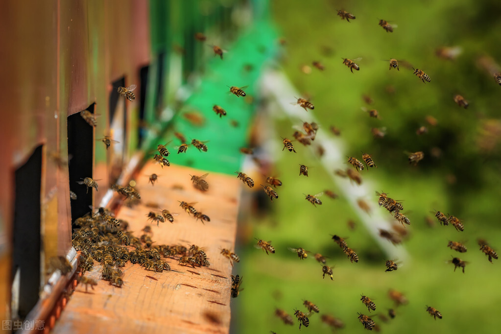 蜜蜂花粉灌脾的正确方法,蜂箱换出来老巢脾怎样保存