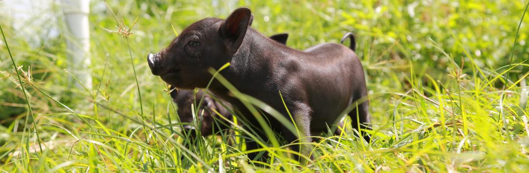 无抗食品认证机构,无抗认证