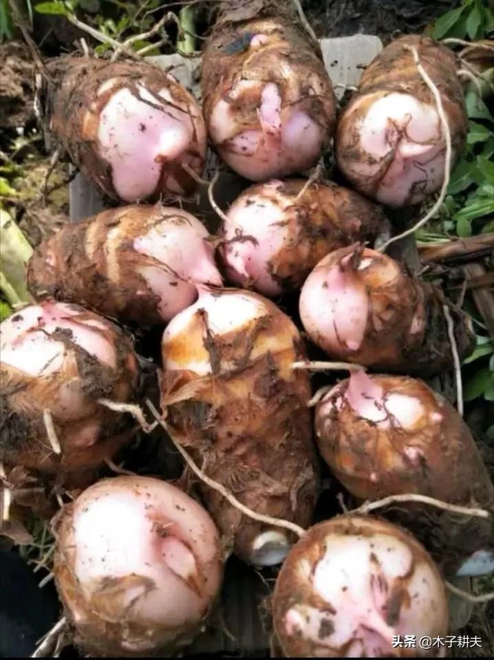 芋头是本土植物吗,芋头最早来自哪里