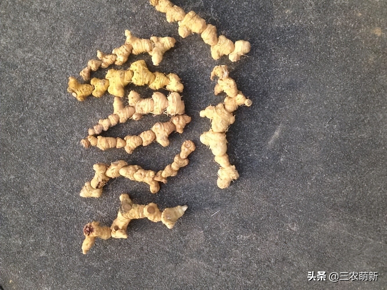 野生鸡头参采挖,鸡头参能不能经常挖